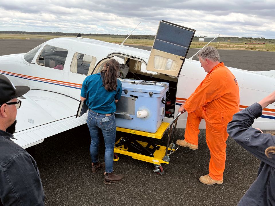 People loading a container of sterile flies into the rear of a light plane